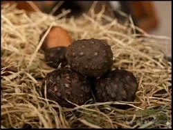 Varahikanda Fruit - Dioscorea Bulbifera - Kattu kachi