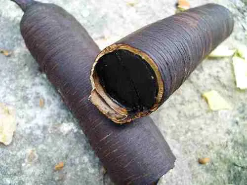Amaltas Guda - Amaltas Fruit Pulp - Cassia Fistula Pods Pulp