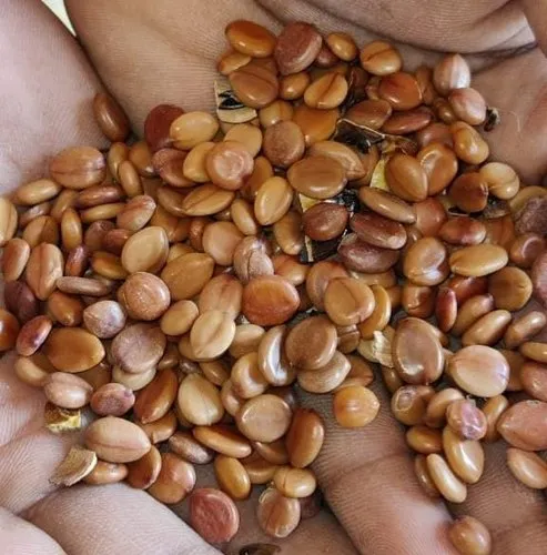 Amaltas Seeds - Cassia Fistula - Garmalo - Sunari - Bahava