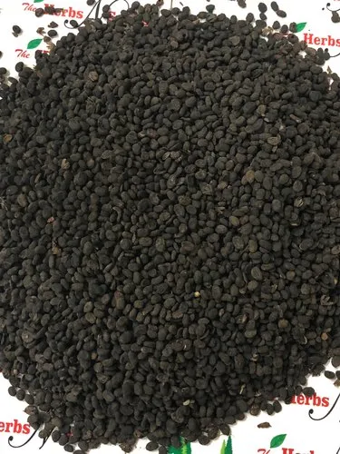 Babchi Seeds - Bakuchi - Bauchi - Psoralia corylifolia