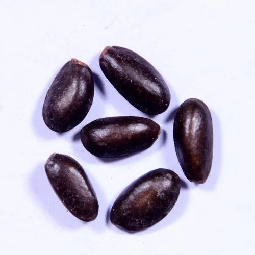 Custard Apple Seeds - Sitaphal Beej - Annona Reticulata