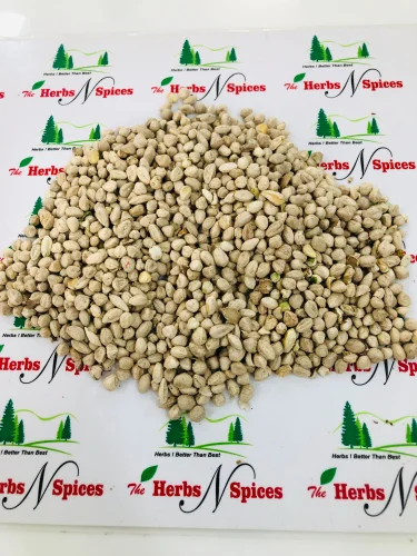 Moringa Kernel / Moringa Dana / Sahijana Magaj