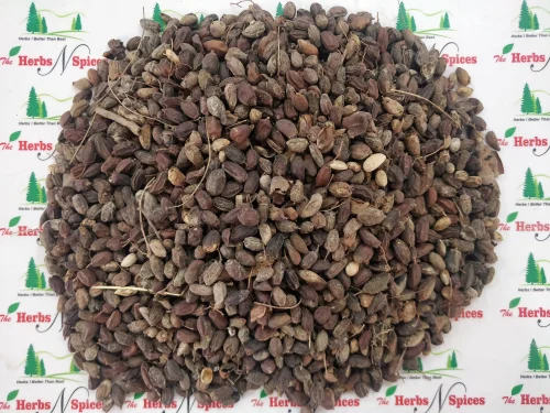 Neem Seed - Neem Boli - Azadirachta indica