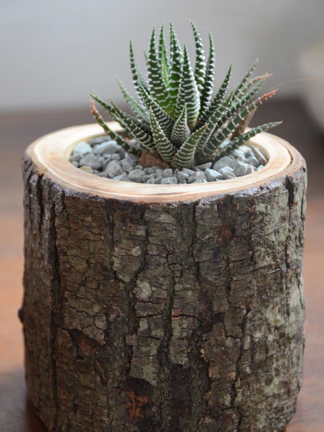 ZEBRA SUCCULENT IN UPCYCLED TREE STUMP