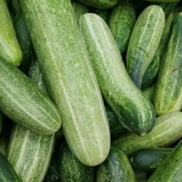 Cucumber Seeds (5 Seeds)
