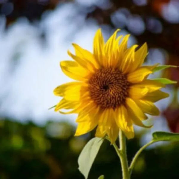 Sun Flower Tall Seeds (20 seeds)