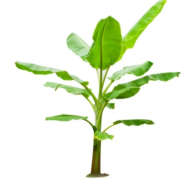 Banana Plant Sapling (1pc)