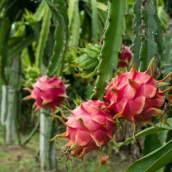 Dragon Fruit Sapling (1pc)