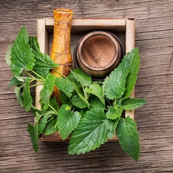 Lemon Balm Seeds (10 Seeds)