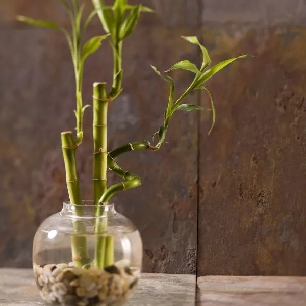 Natural Bamboo Seeds (10 Seeds)