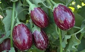 Patitababan Farmer Producer Company Ltd