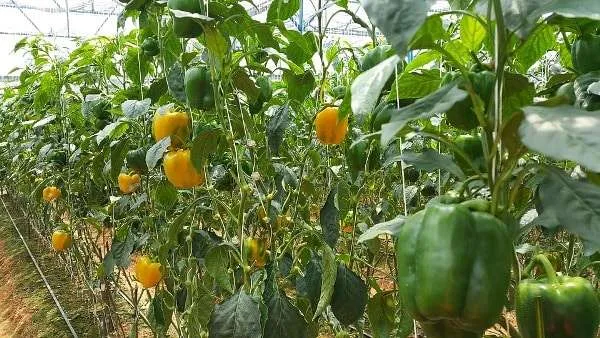 Shyamala Vegetable Farmer Producer Company Limited