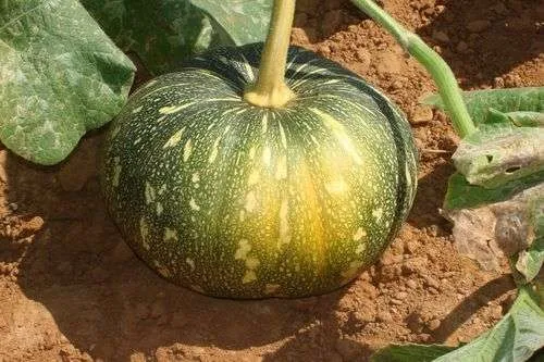 Maabhattarika Farmer Producer Company Limited