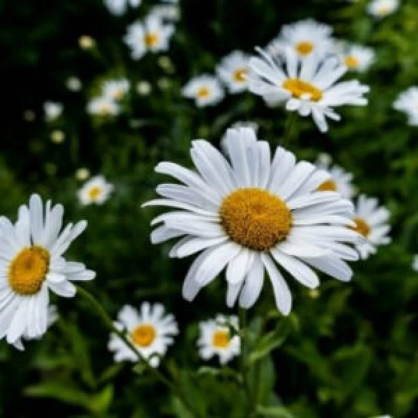 German Chamomile Seeds (30 seeds)