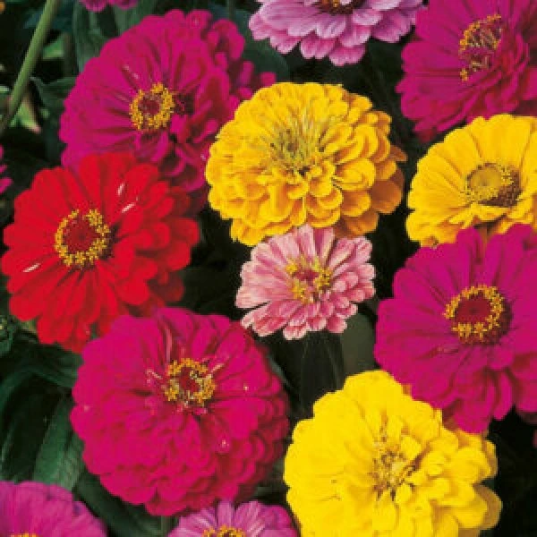 Zinnia Double Mix Seeds (30 seeds)