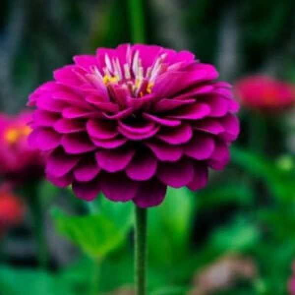 Dahlia Mixed Seeds (20 seeds)