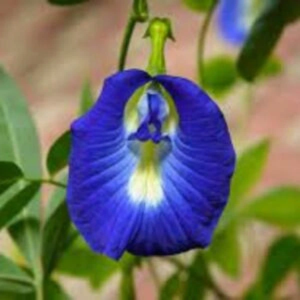 Aparajita Blue Pea Seeds (5 Seeds)