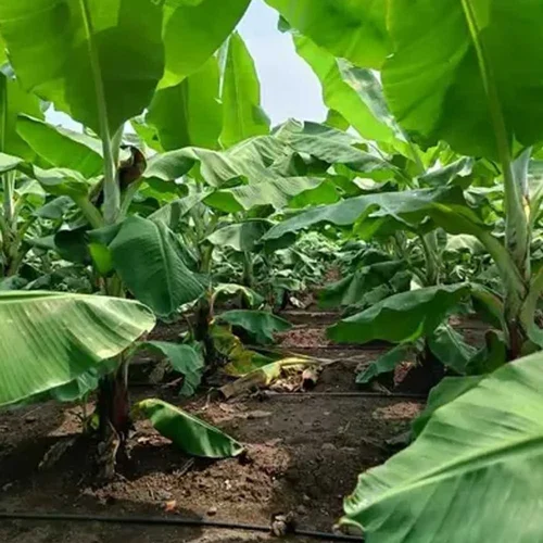 Grand Nain (G9) Banana Tissue Culture Sapling
