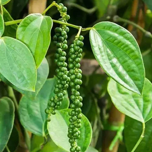 Black Pepper East Coast Native Variety Cutting Sapling