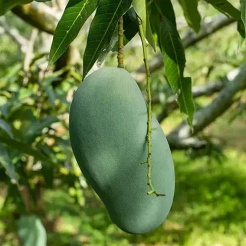 Mallika Mango Grafted Sapling