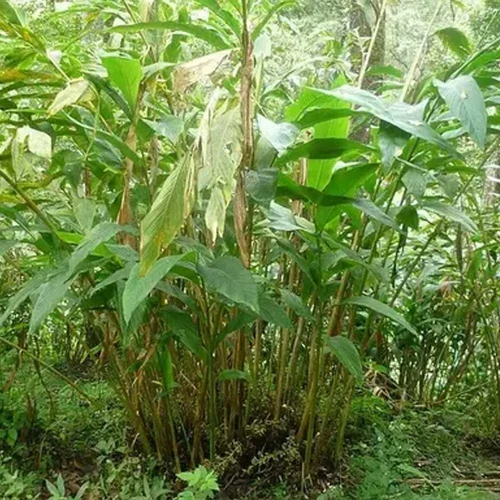 Green Cardamom CCS1 Variety Sapling