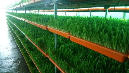 Hydroponic Fodder Machine - 408 Tray Set up