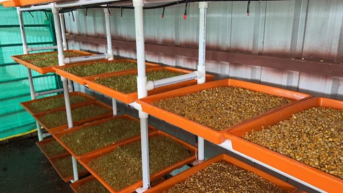 Hydroponic Chara