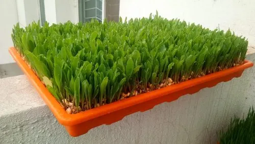 Green Fodder Hydroponics Machines