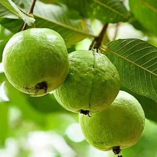 Taiwan Pink Guava Grafted Sapling