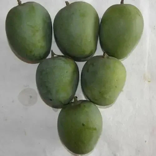 Bombay Green Mango Grafted Sapling