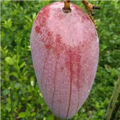 Katimon Mango Grafted Sapling