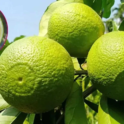 Sweet Malta Orange Grafted Sapling