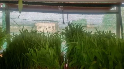 Hydroponic Grass Systems - 240 Try Setup