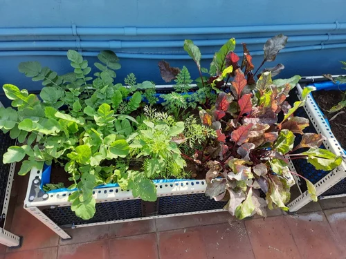 Vegetable Roof Gardening Services