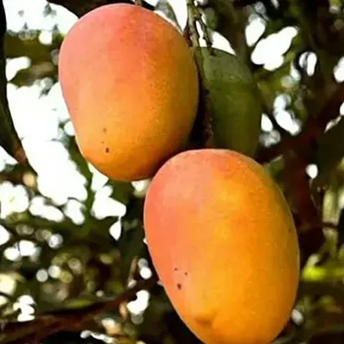 Arka Nilaachala Keshari Mango Grafted Sapling