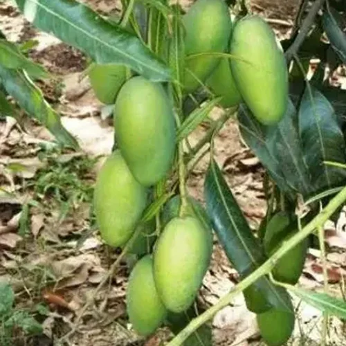 Dasheri Mango Grafted Sapling