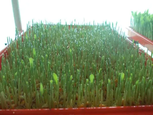Hydroponic Farming - 8 Tray Setup