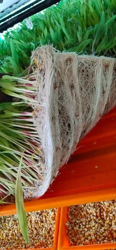 Hydroponic Green Fodder Machine