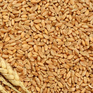 "Vartman Agro Producer Company Ltd"