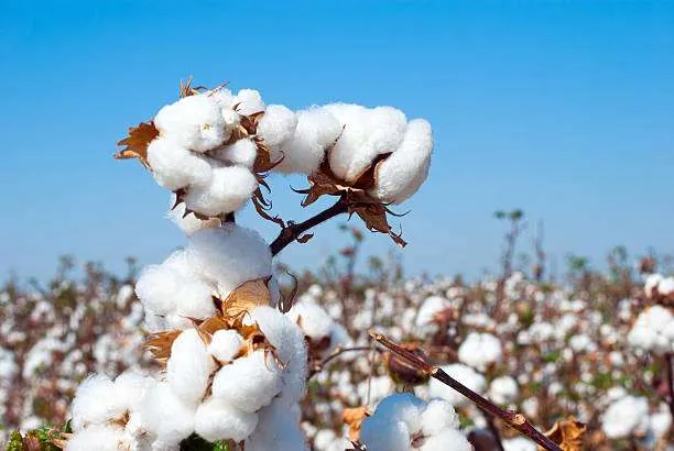 "Sweekar Agro Producer Company Ltd"