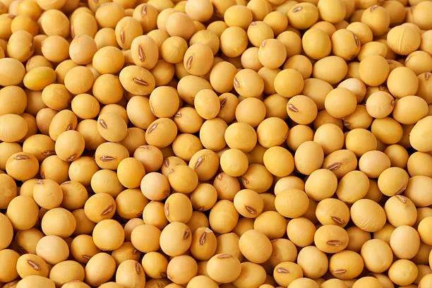 Phinix Farmers Producer Company Ltd.