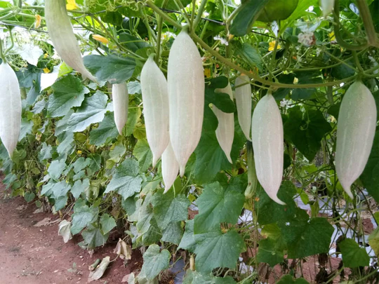Snake Gourd ( Long &amp; Short )