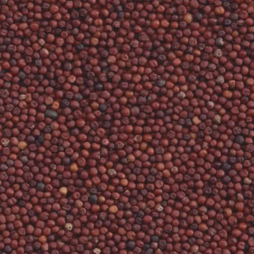 Nachni Millet