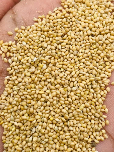 Foxtail Millet Seeds Bird Food