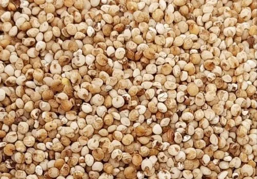 Sortex Cleaned Kodo Millets