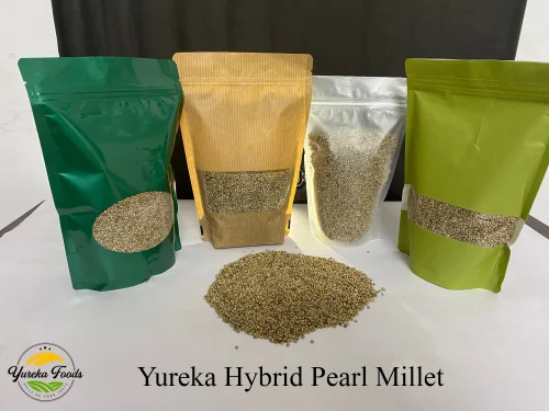 Organic Bajra Pearl Millet