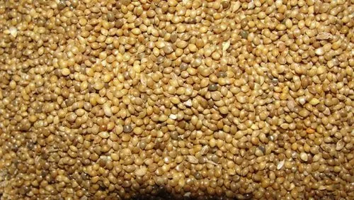 Little Millet, Packaging Type: Poly Sacks