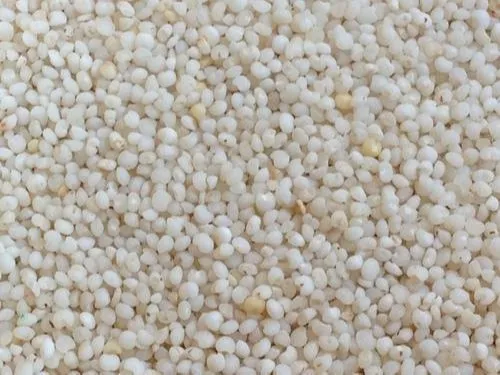 WHOLESALE Indian KODO MILLET, Gluten Free, Packaging Type: Poly Sacks