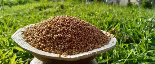 Kodo Millet Unpolished, For Food Processing, Gluten Free