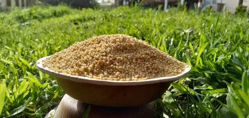 Yellow Foxtail Millet Unpolished